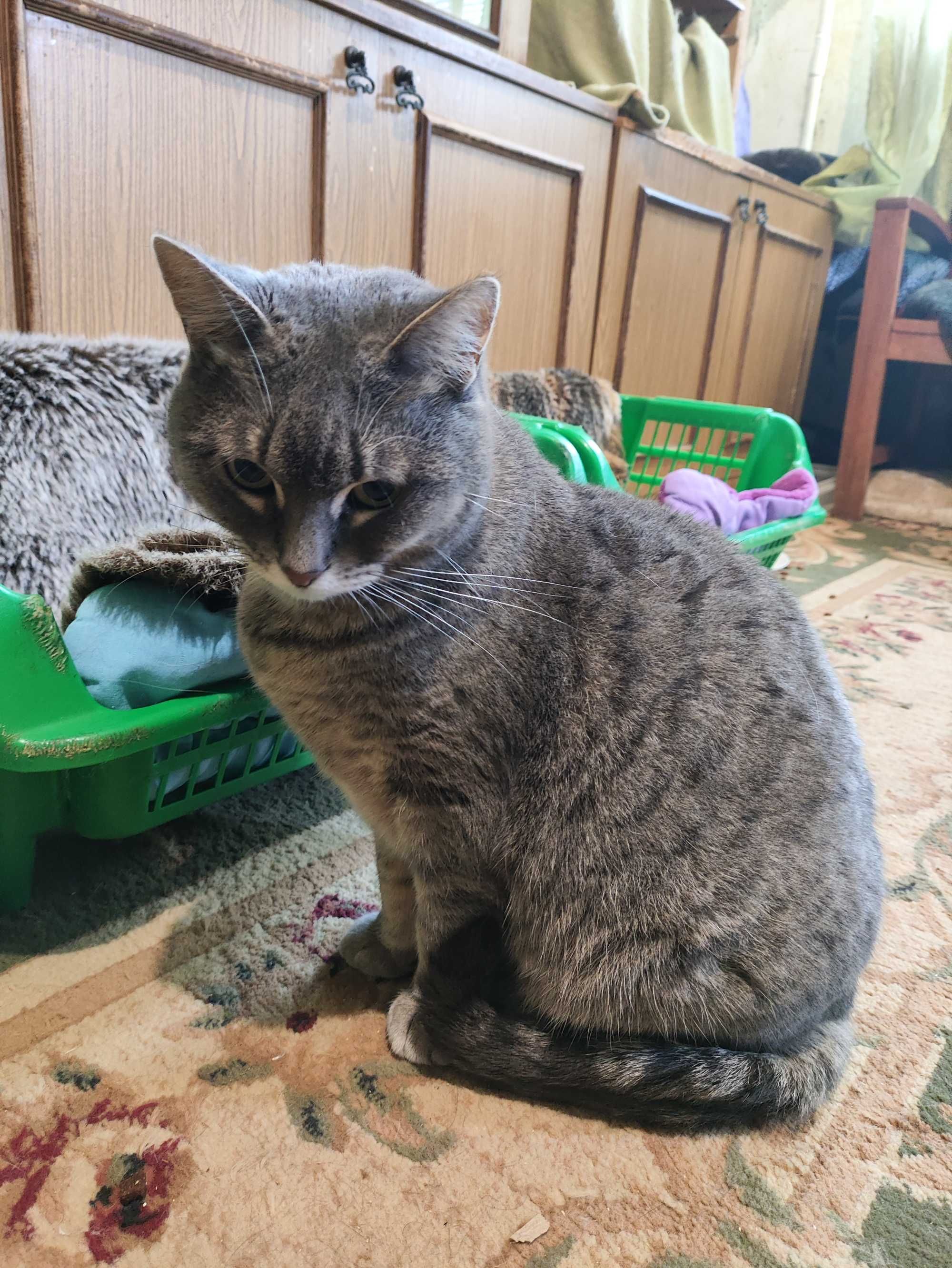 Кошенята шукають батьків (котята)