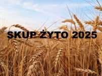 Żyto duże ilości nowe zbiory