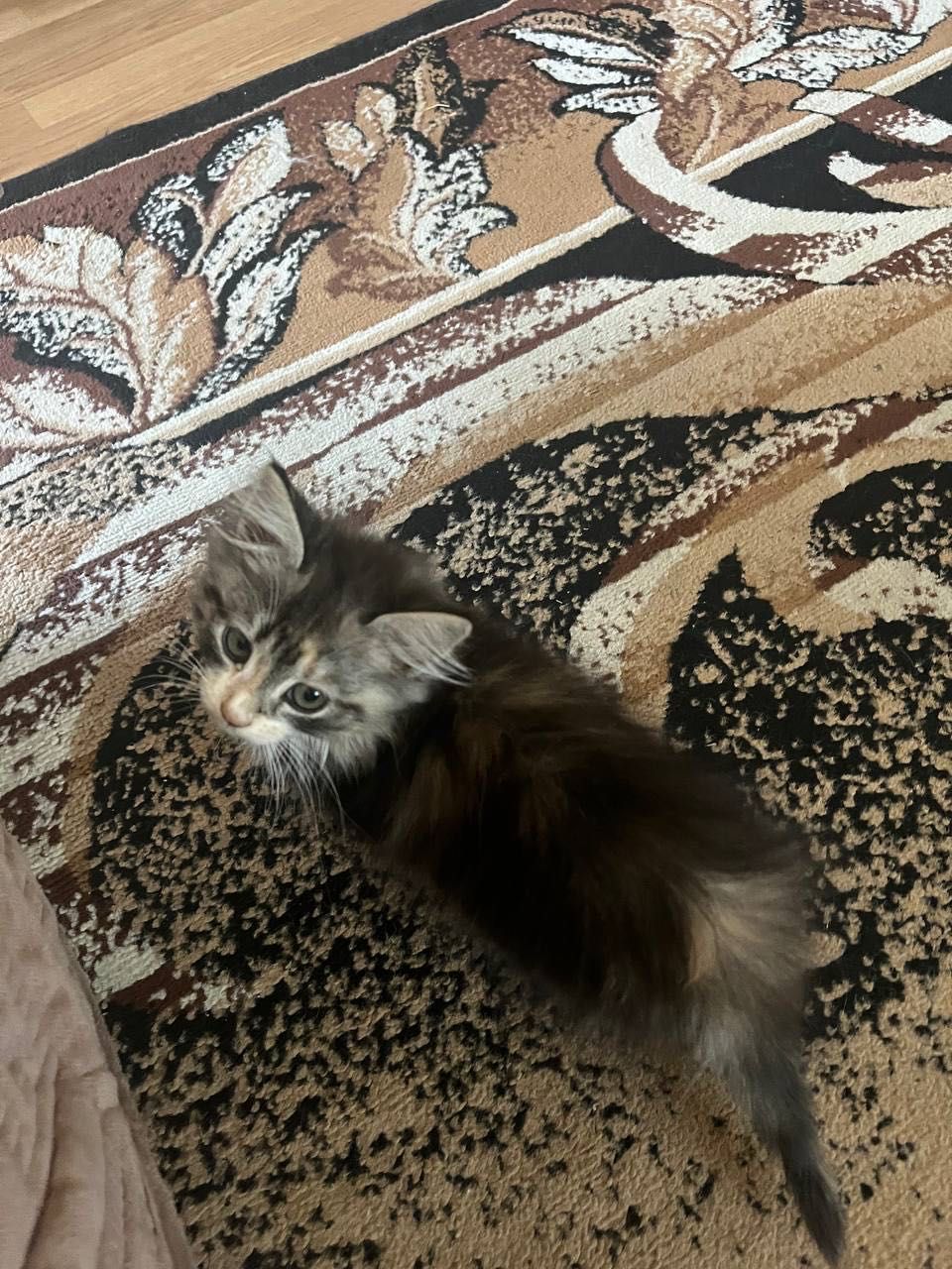 Віддам котята в хороші руки! Чудово полюють
