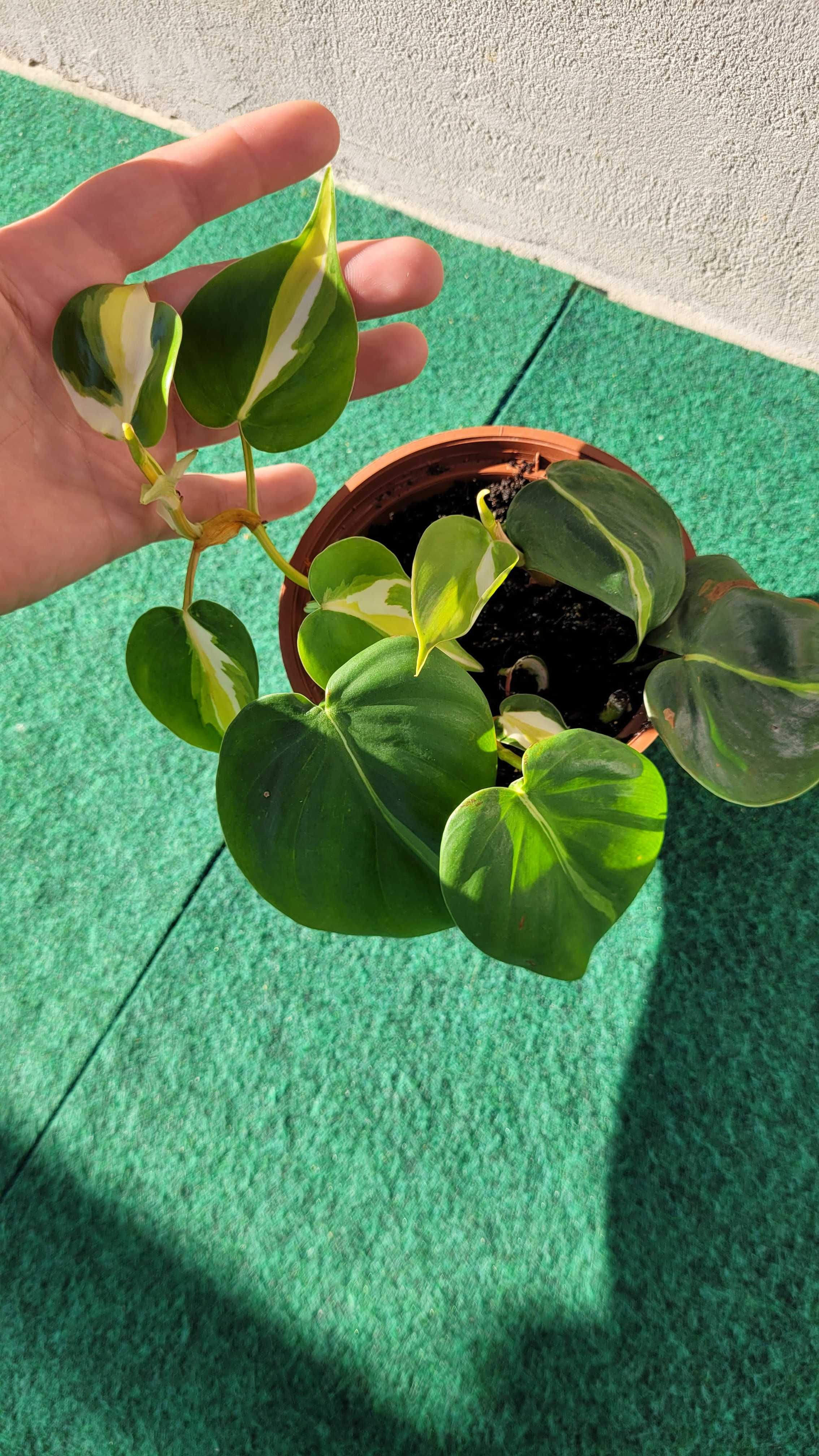 Philodendron Cream Splash