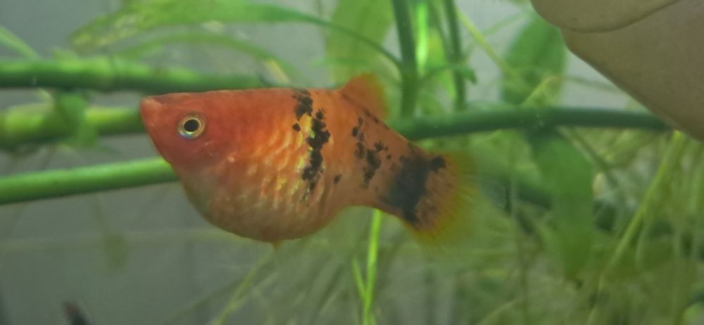 Sprzedam rybki akwariowe