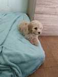 Caniche toy fêmea