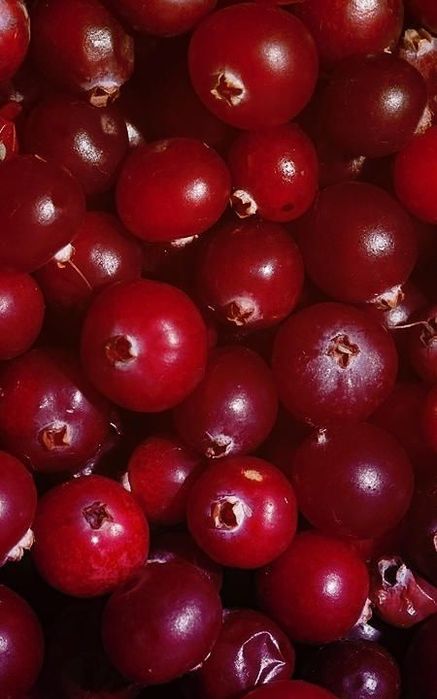 Продам свіжозібрану журавлину