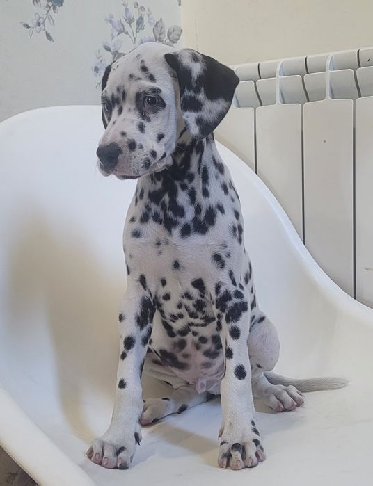 Dálmata macho 2 meses