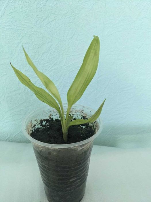 Драцена кімнатна