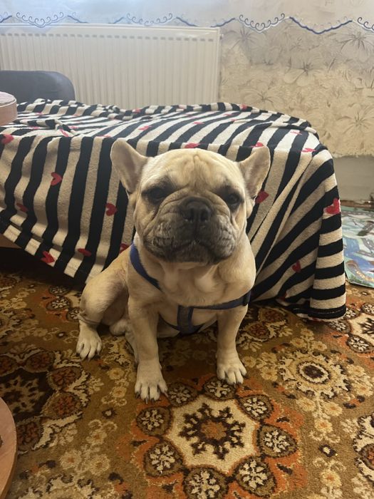 Французький бульдог хлопчик