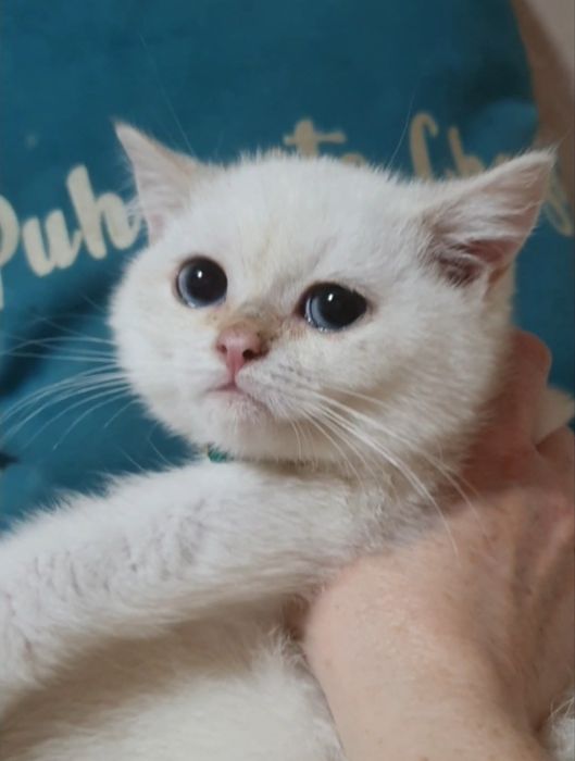 Золота шиншила пойнт ny1233