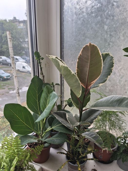 Комнатные растения, цветы.