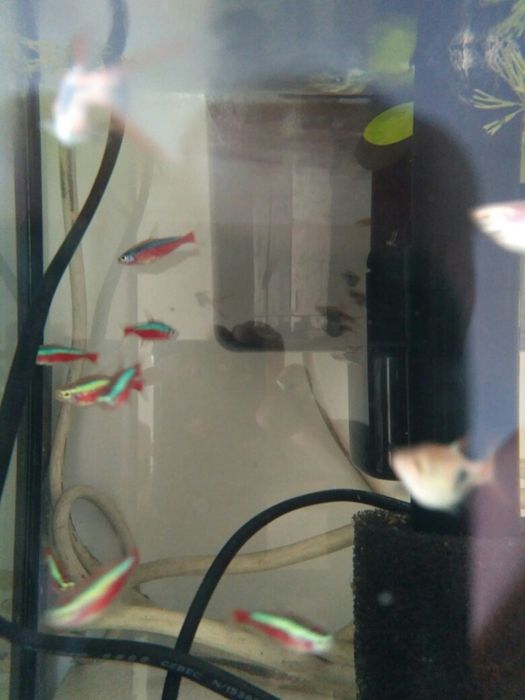 Neon   czerwony po 4 zł sztuka .