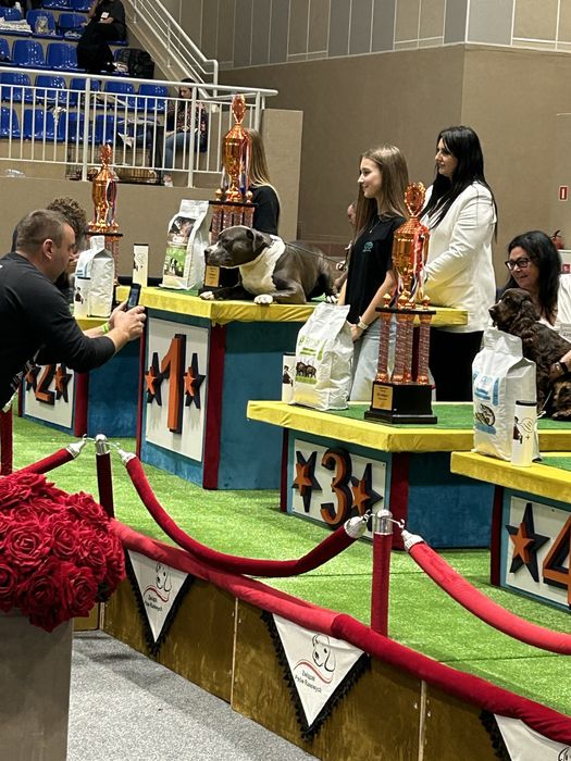 Miot A amstaff , zrób sobie prezeznt na gwiazdke