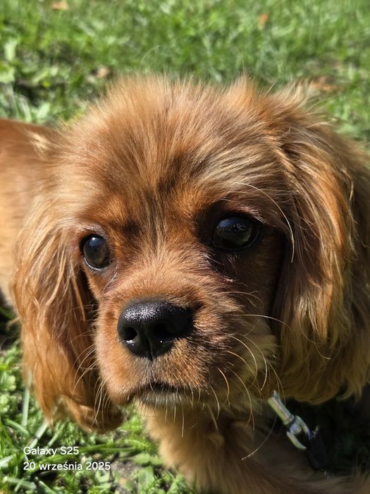 Cavalier King Charles Spaniel