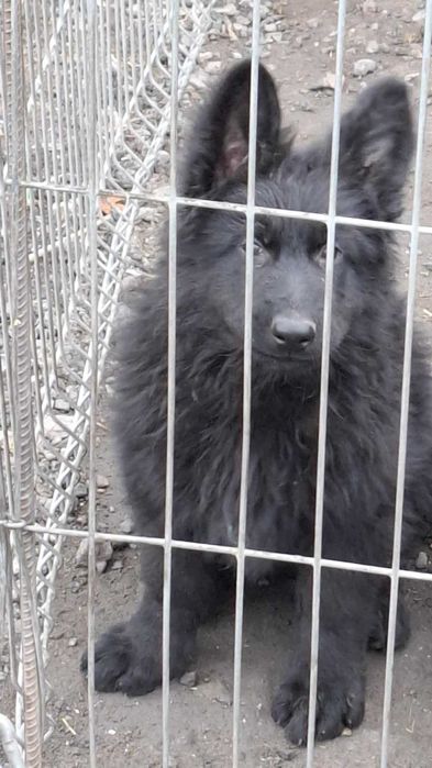 Owczarek niemiecki piesek szczenię