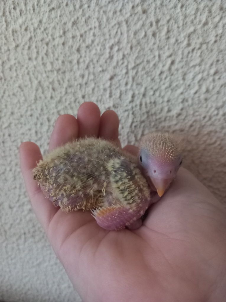 Agapornis para acabar de criar à  mão