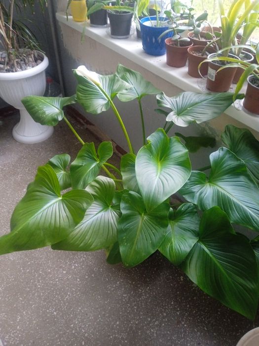 Кала.біла 1100 грн