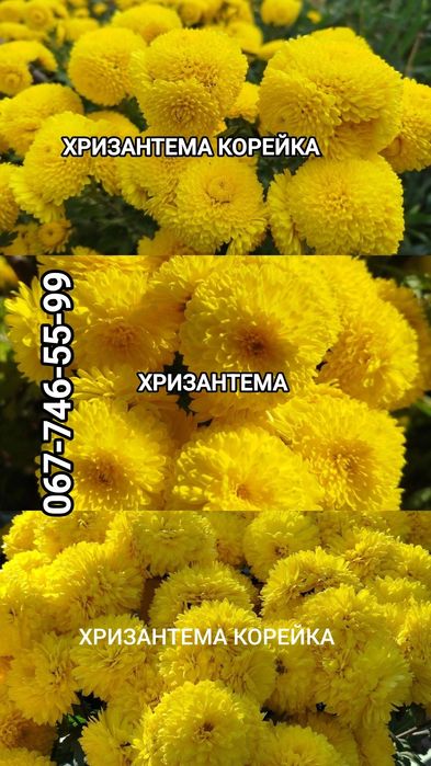 ХРИЗАНТЕМА,Лилия,Ромашка,Эхинацея.Ирис,БИРЮЧИНА,САМШИТ,Спирея