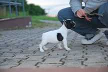 Buldog francuski FCI ZKwP suczka