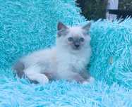 Koteczka Ragdoll