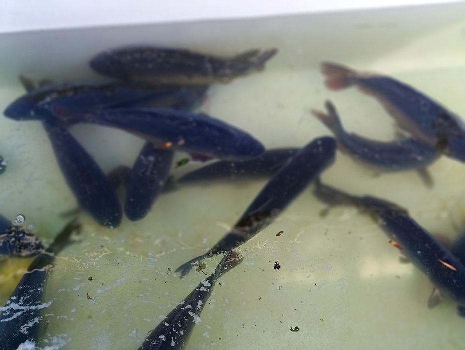 Karp konsumpcyjny, amur.lin