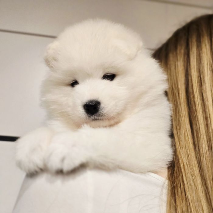 Samoyed, już są! Szczenięta ZKwP!