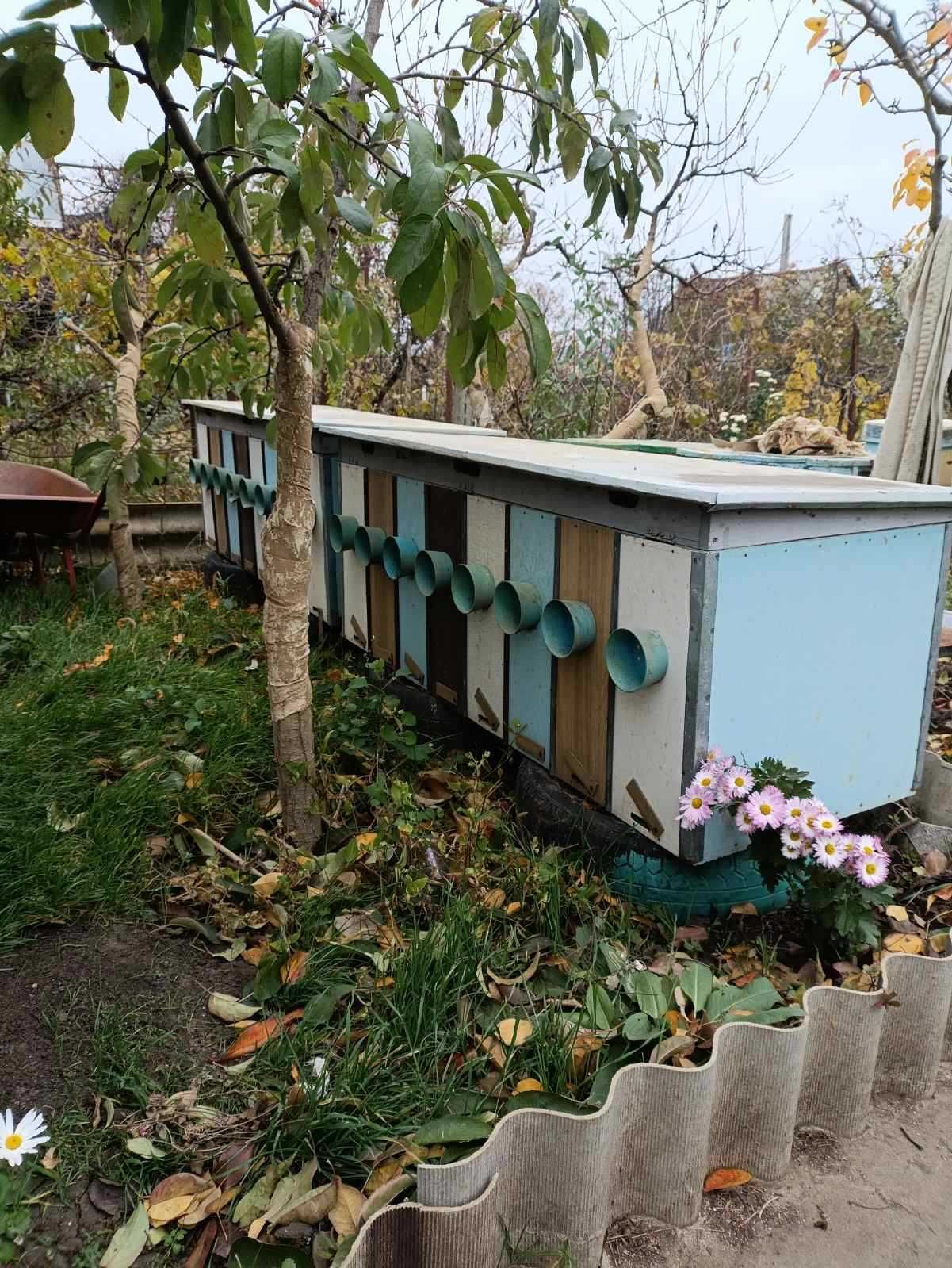 Продам улики с пчёлами