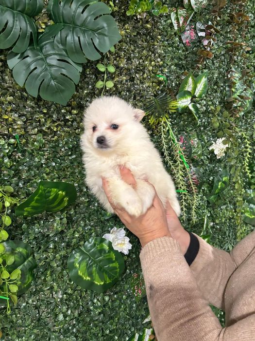 Spitz macho branquinho