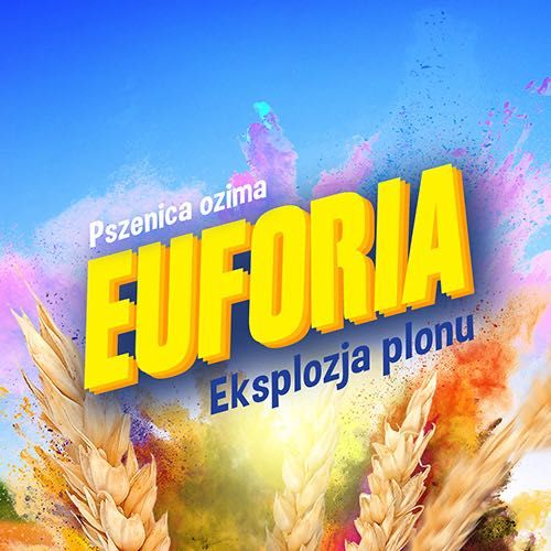 Pszenica ozima C/1 EUFORIA