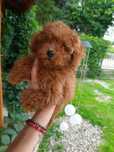 Pudel toy red przystojniak Mahlel