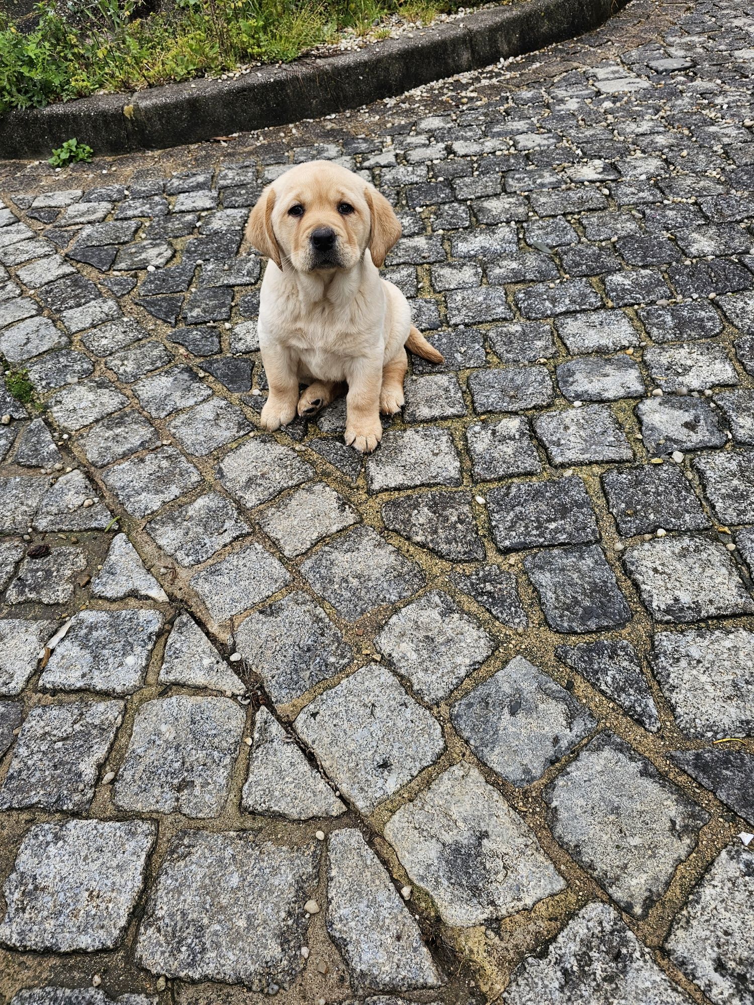 Labrador qualidade