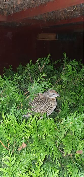 Bażant/ Bażanty/ Sprzedam