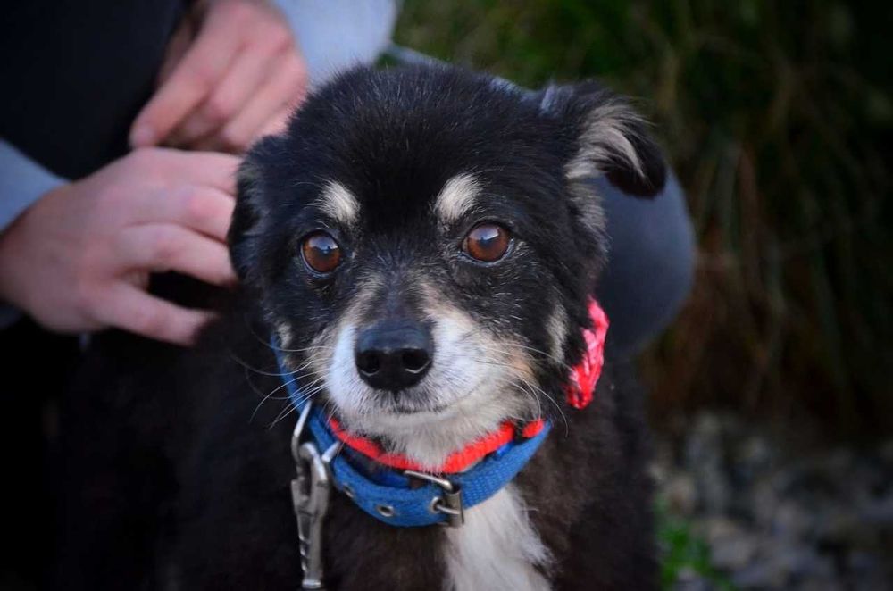 Kieszonkowy piesek z wielkim serduszkiem szuka domu ADOPCJA