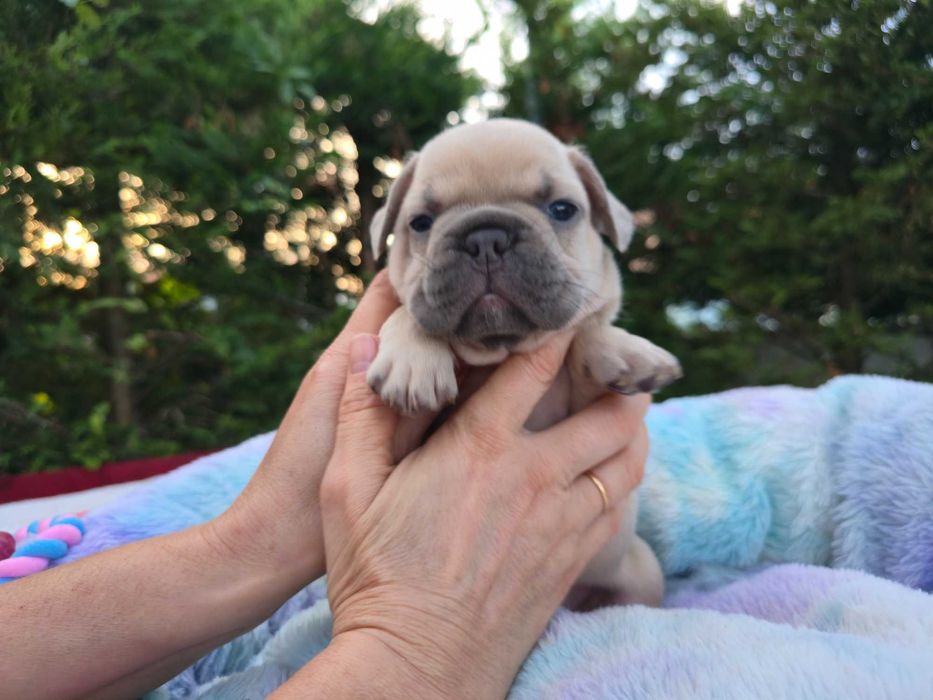 Bulldogue Francês . Top qualidade