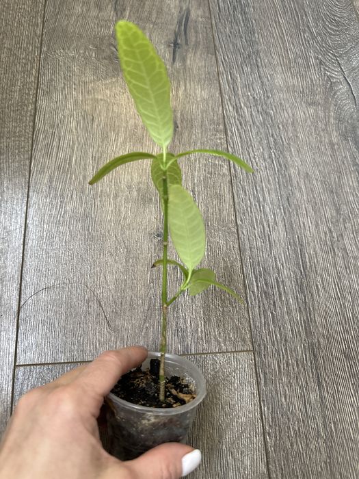 псевдоэрантемум сетчатый