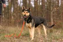 Hugo , około 2 letni kundelek do adopcji