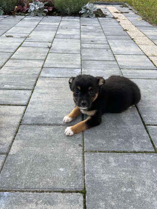 Oddam pieski za darmo