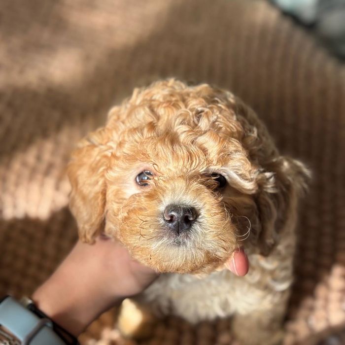 Элитный мини мальтипу — маленький джентльмен