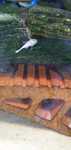 Ancistrus Snow White