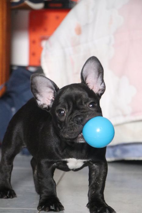 Dog walker (Barreiro, Quinta da lomba)