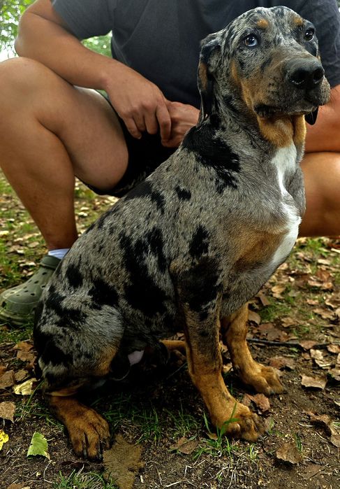 Catahoula luizjana leopard dog