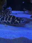 Pholidichthys leucotaenia