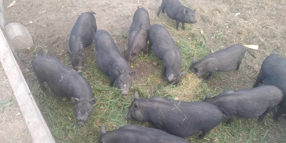 Продаються в'єтнамські свині різного віку та ваги, є кабани кастровані