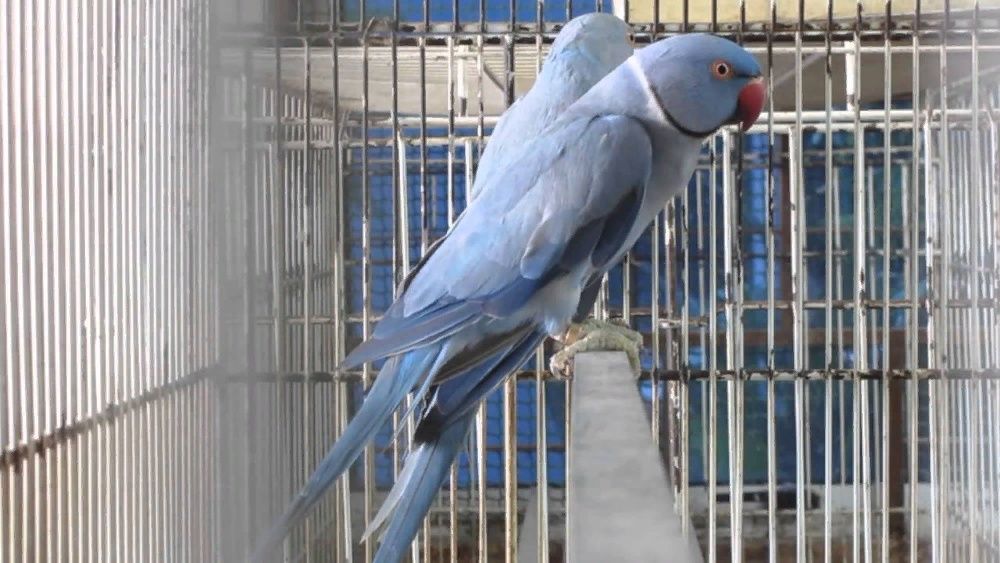 продаю взрослые особи ожереловых попугаев