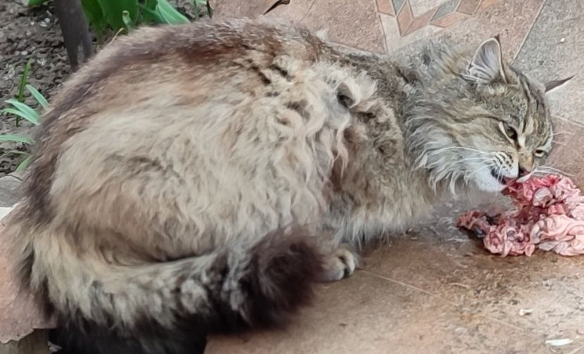 Котик шукає родину