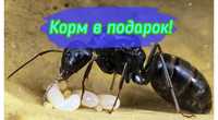 Продам муравьев Camponotus vagus! +Корм в подарок!!! ОПТ