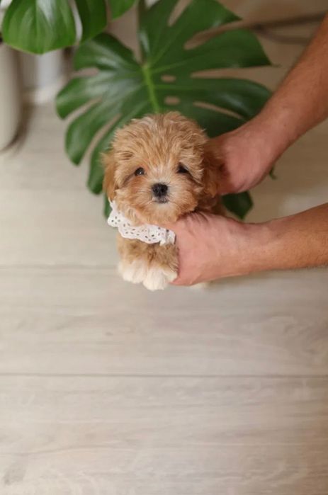 Maltipoo pudel+ Maltańczyk chłopiec
