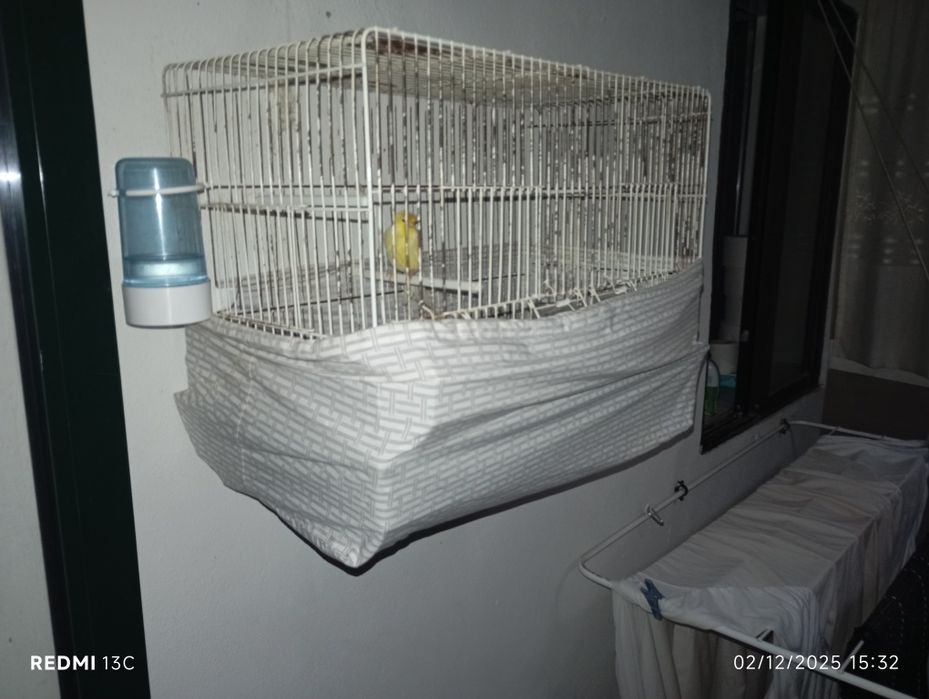 Gaiola mais canário amarelo
