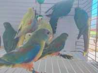 Venda de Periquitos Neophemas Turquoisines Machos