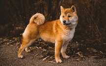 Shiba Inu pies dorosły