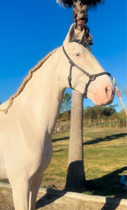 QUE TESOURO SOLAR – Um Lusitano que Encanta à Primeira Vista