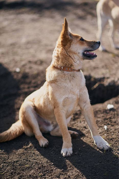 Песики в родину. Притулок
