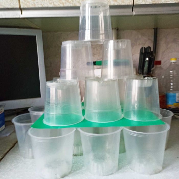 Спатифиллум. Крупные сорта.